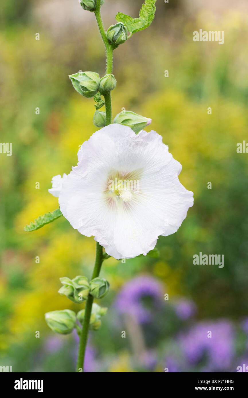 Alcea Rosea. Malve im Garten. Stockfoto