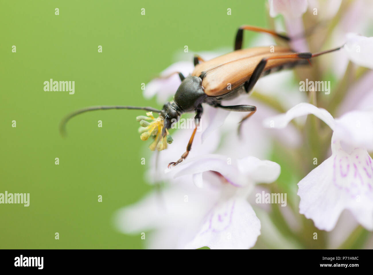 Ein Mustachioed Käfer sitzt auf den Blütenstand einer Orchidee Stockfoto