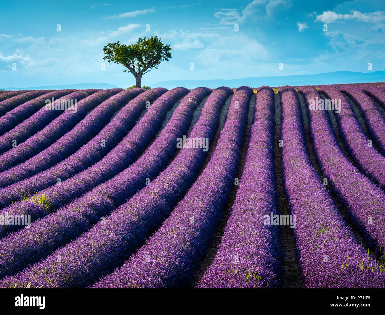 Lavendelfelder Plateau von Valensole Forcalquier Alpes-de-Haute-Provence Provence-Alpes-Cote d'Azur Frankreich Stockfoto