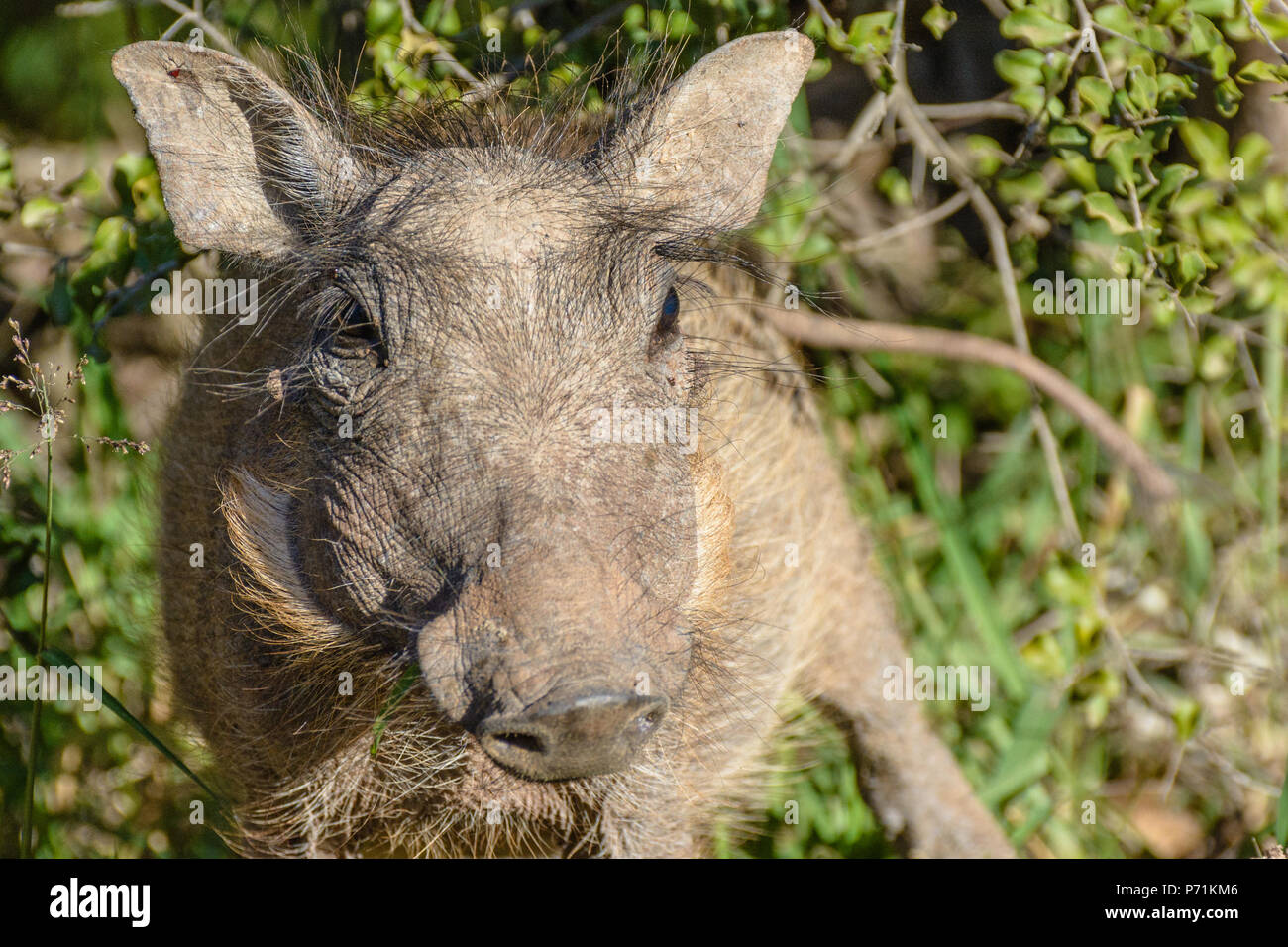 Natürliche Farbe outdoor wildlife Tier Foto eines isolierten Warzenschwein während einer Safari in Südafrika auf einem hellen, sonnigen Tag sonniger Tag genommen Stockfoto