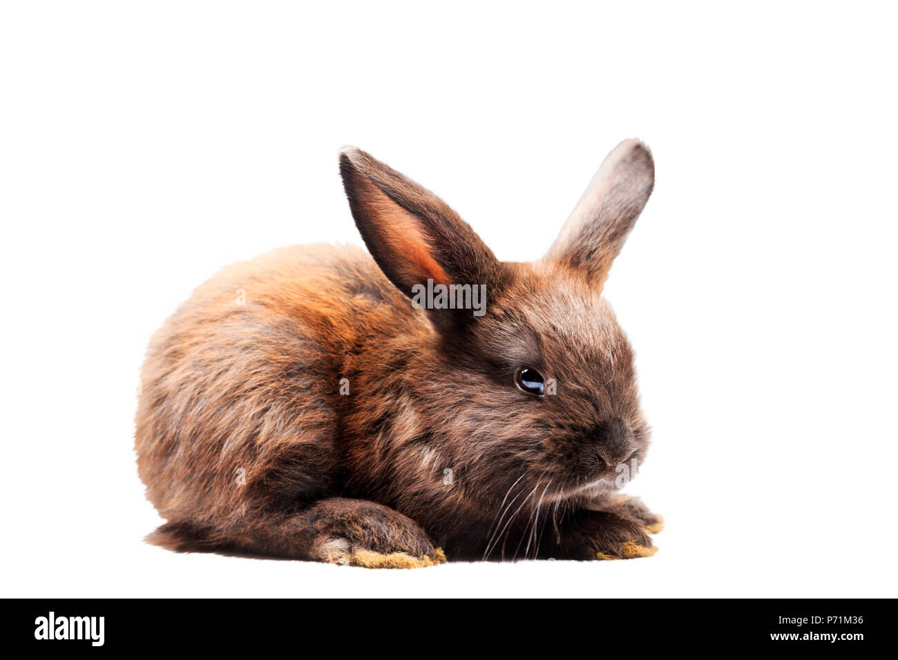 Schwarze Kaninchen auf weißem Hintergrund, kleine Haustiere Stockfoto