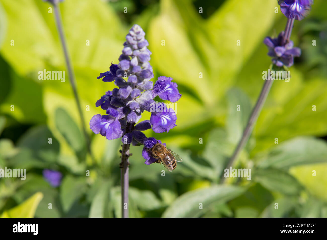 Honig Biene sammelt Nektar in sonnigen Tag auf violette Blume Stockfoto