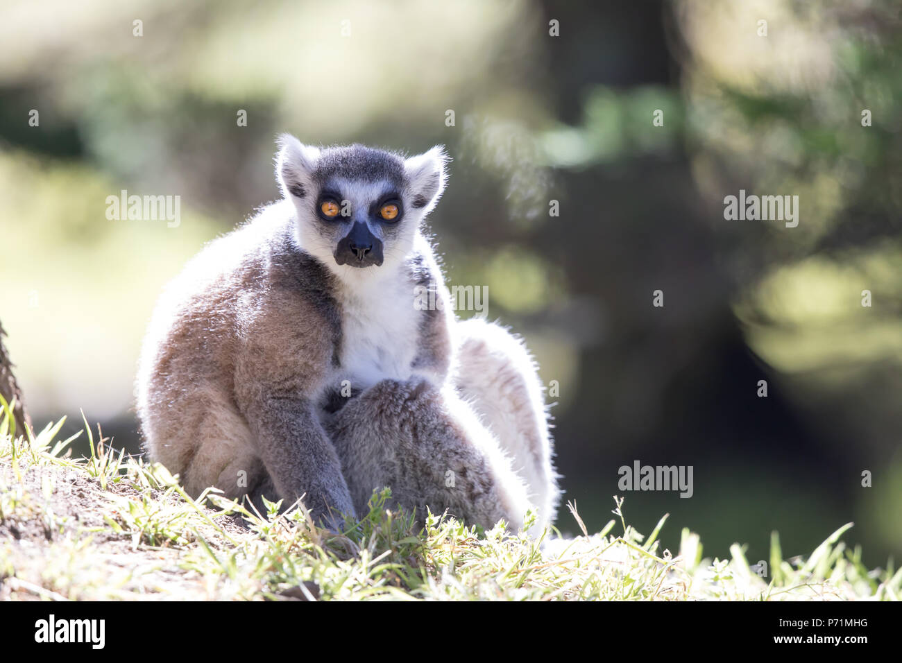 Ring-tailed Lemur (Lemur catta) fang Morgen Sonne. Stockfoto