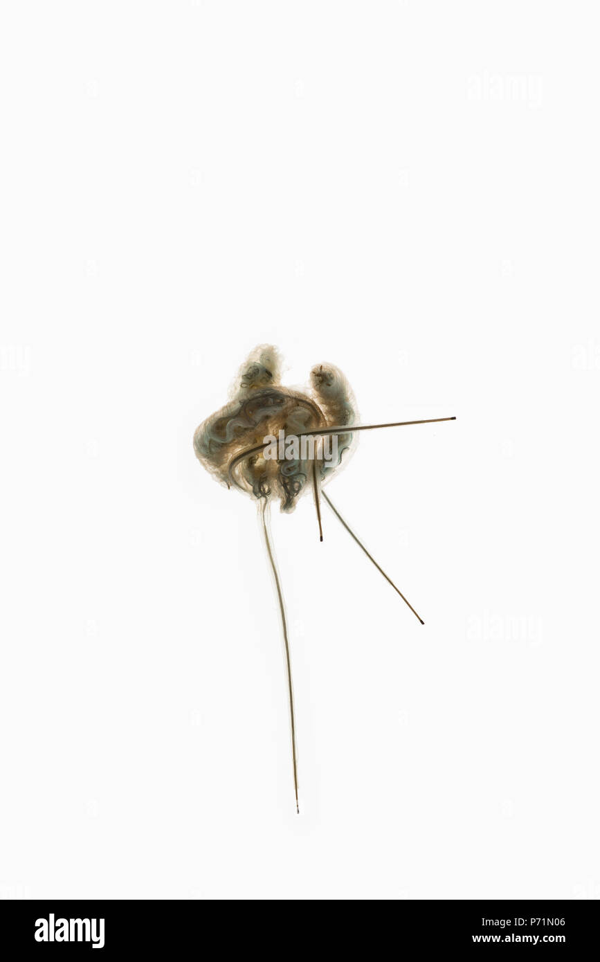 Schwanz fliege mit