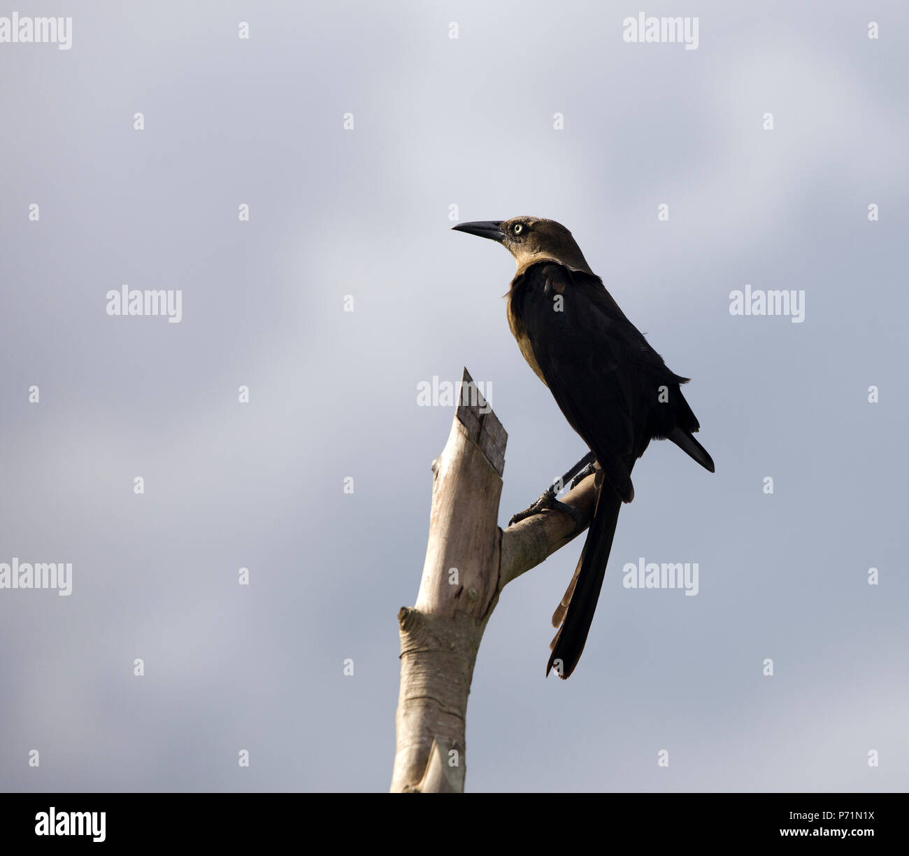 Schwarze Krähe saß auf dem Baum Silhouette Stockfoto