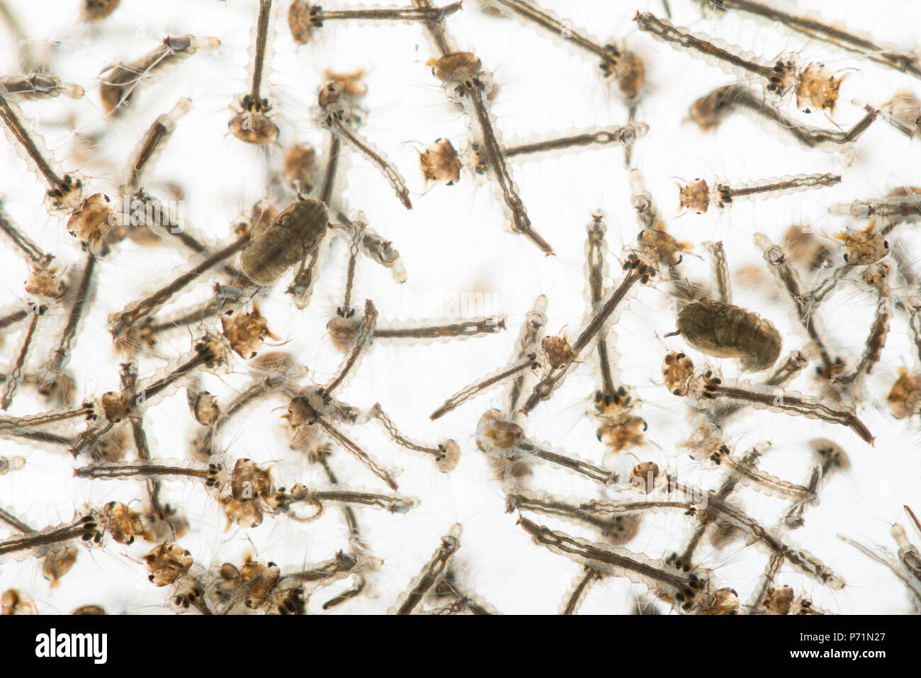 Moskito Culicidae Puppen und Larven zappeln in klaren Teich Wasser in unterschiedlichen Stadien der Entwicklung, interne Struktur Stockfoto