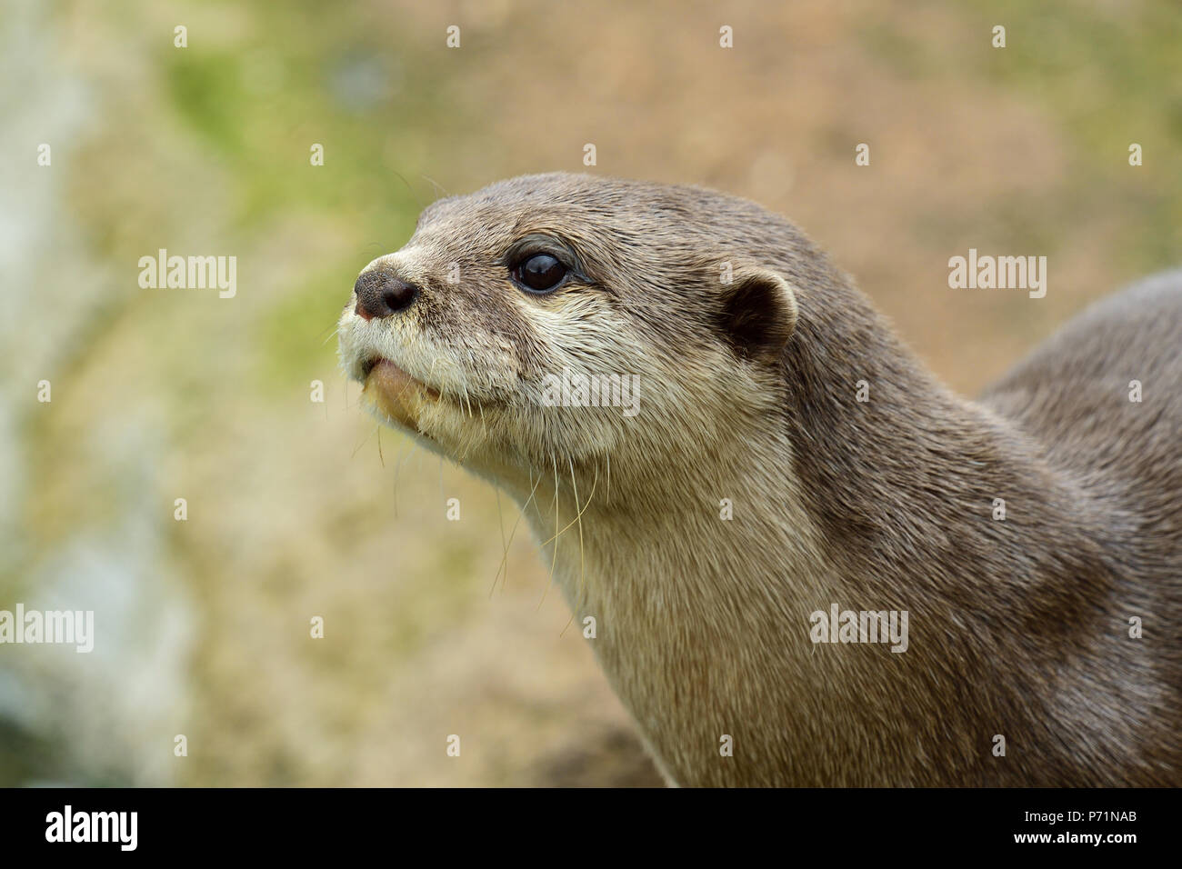 Kopf geschossen eines asiatischen kleinen Krallen Otter Stockfoto