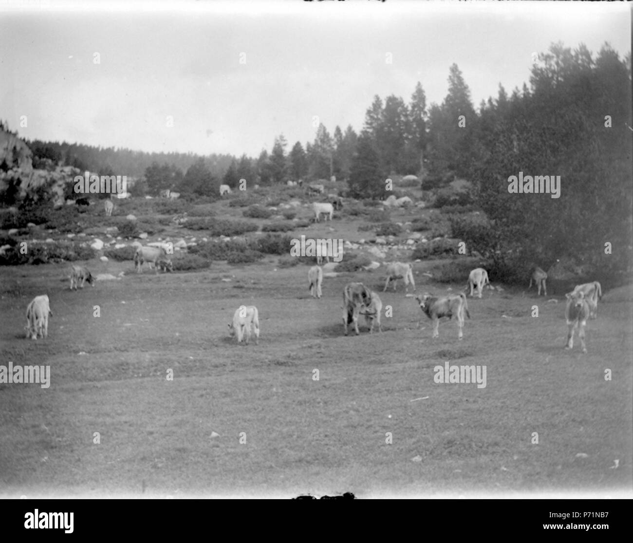 Englisch: Còpia digitale del negatiu Original de vidre Llegat Dolors Moros, 2010 Museu d'Art Jaume Morera, Lleida. 2265. 30. November 1899 9 Baldomer Gili Roig. Paisatge (Catalunya) - 8703420611 Stockfoto
