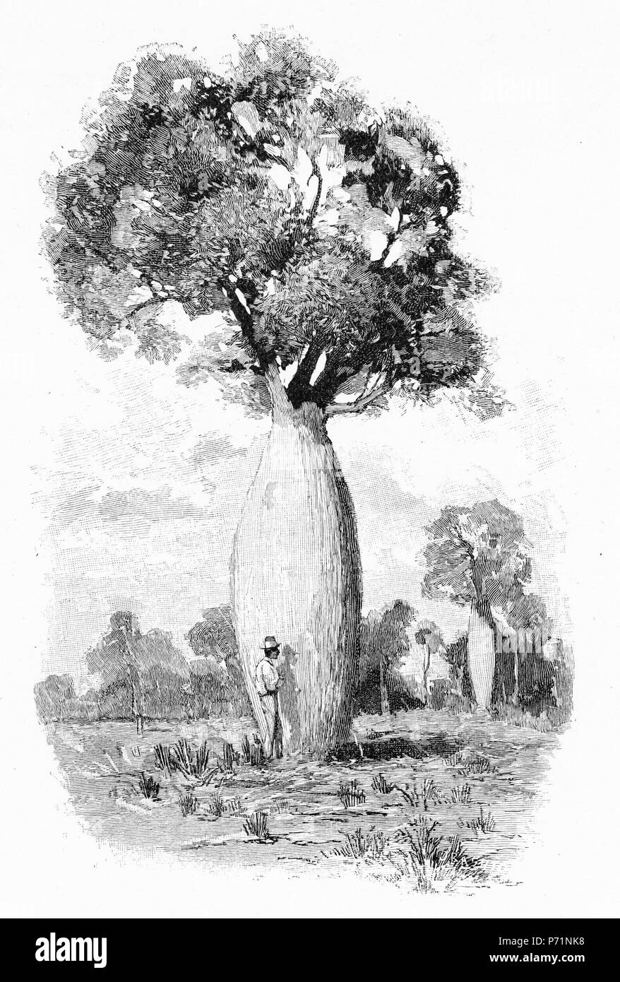 Gravur einer Queensland Flasche Baum im Outback von Australien. Flasche Bäume speichern Wasser in ihren fleischigen Inneren. Von der malerischen Atlas von Australasien Vol. 2, 1886 Stockfoto