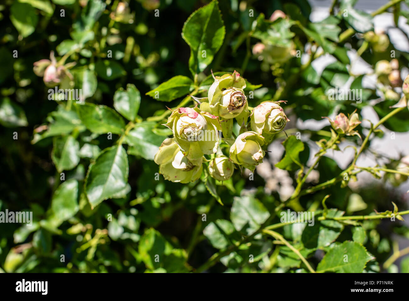 Schönen grünen Rosen auf rosenbusch Stockfoto