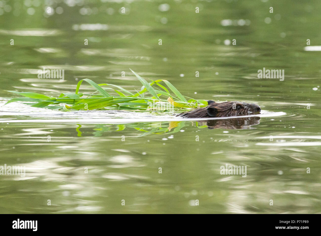 Ein Nordamerikanischer Biber (Castor canadensis) Schwimmen mit Essen in seinen Mund zurück zu Ihrer Lodge. Stockfoto