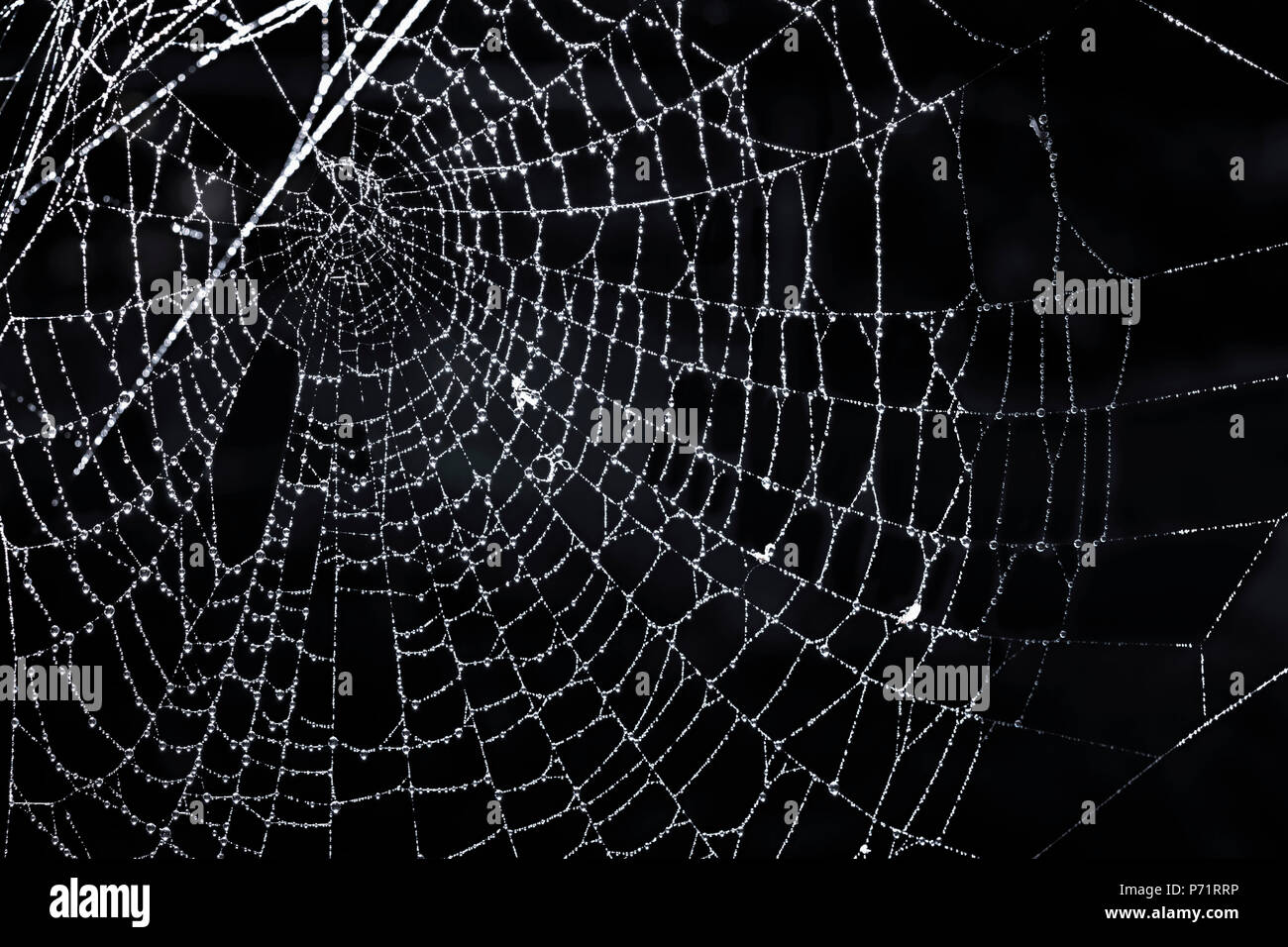 Nahaufnahme von Spinnennetz mit Tautropfen auf schwarzem Hintergrund Stockfoto