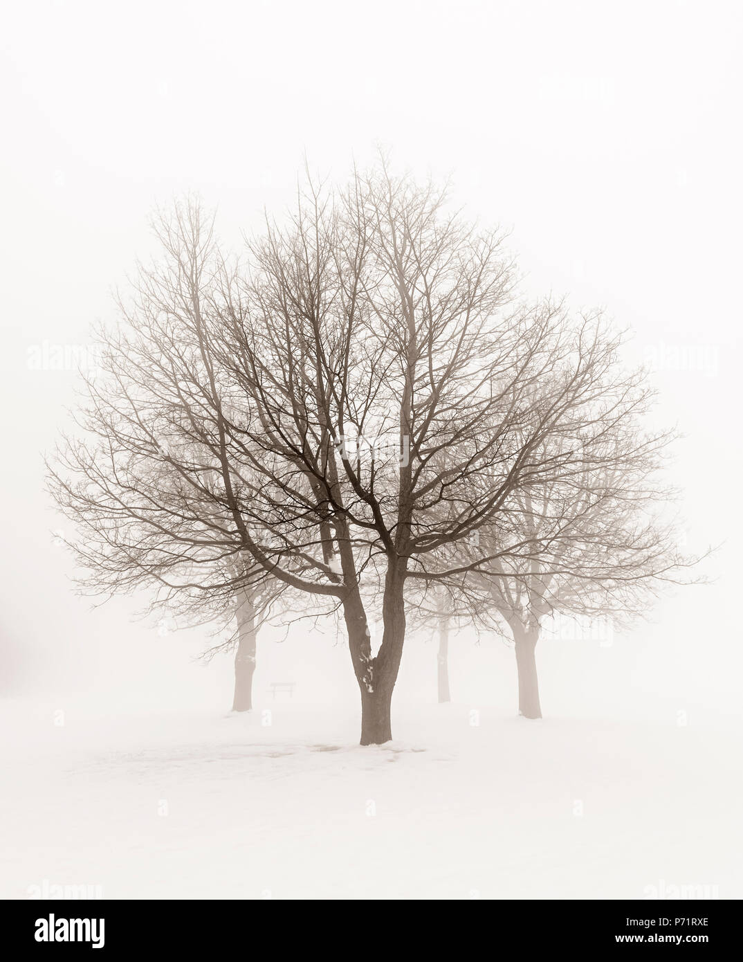 Winter-Szene der blattlosen Bäume im Nebel Sepia-Ton Stockfoto