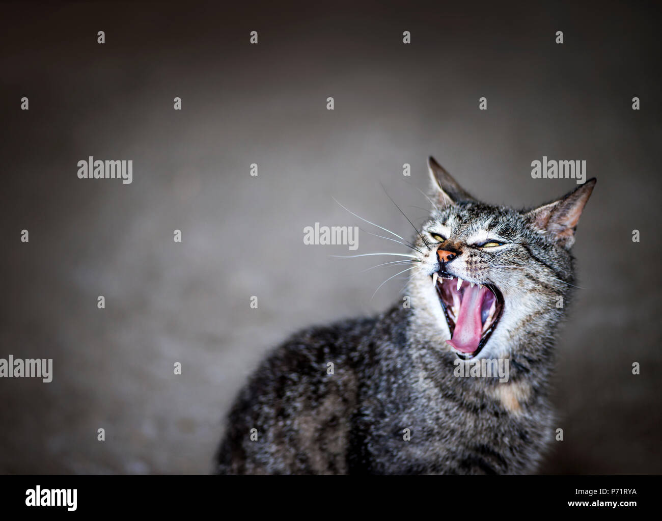 Graue Katze miaut oder Gähnen mit Mund weit geöffnet auf grauem Hintergrund und kopieren Raum Stockfoto