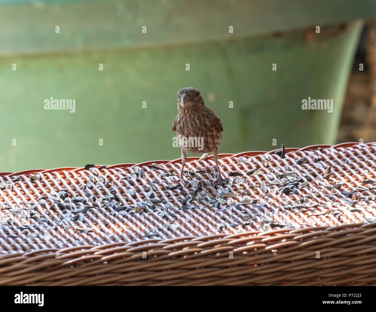 Eine Gruppe von Spatzen füttern auf dem Rasen Stockfoto