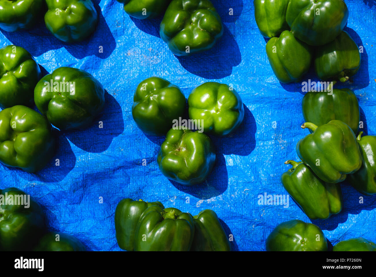 Grüne Paprika Pfeffer auf blauem Hintergrund hoher Kontrast Stockfoto