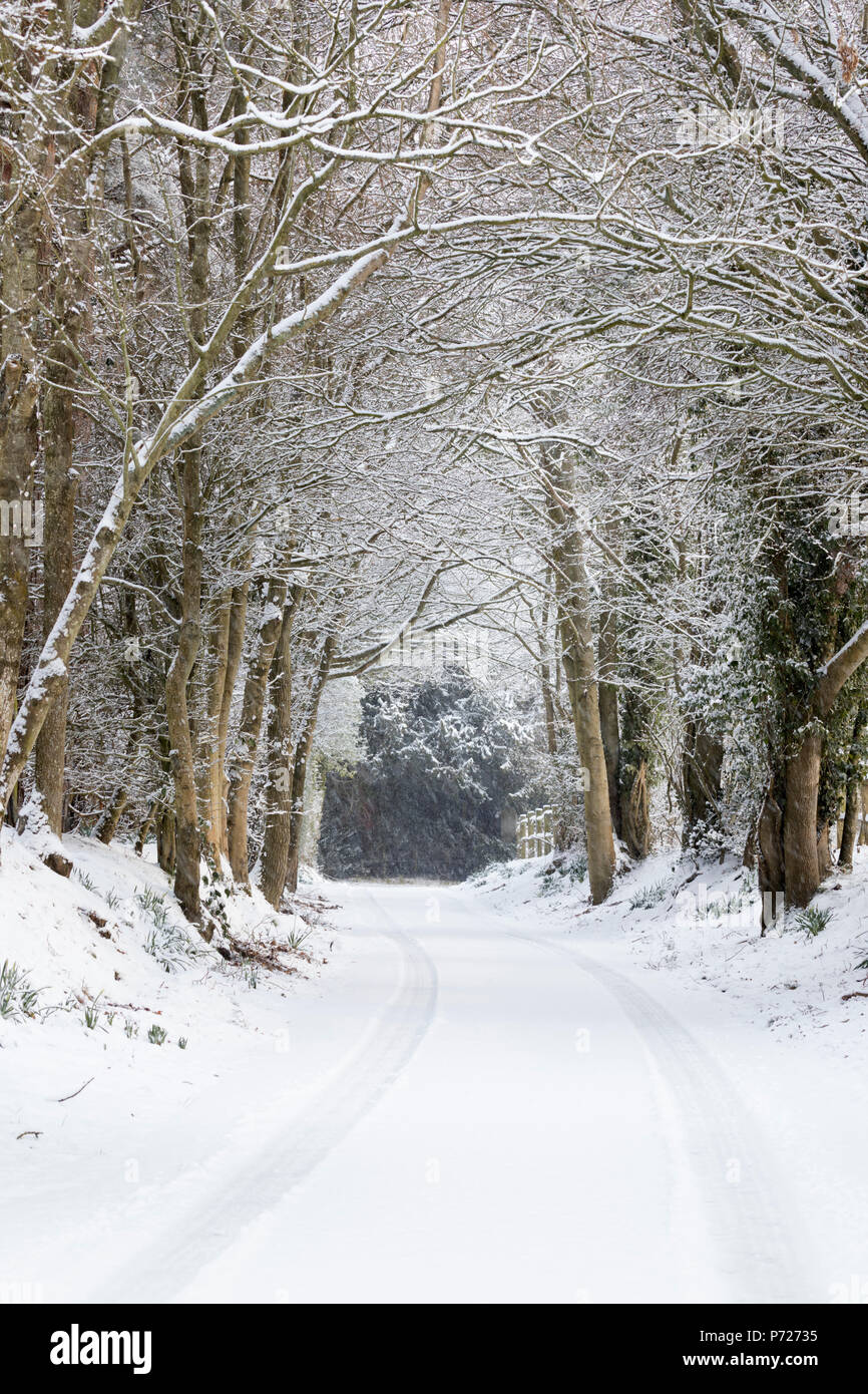 Schneebedeckten Bäumen gesäumten Country Lane, Burwash, East Sussex, England, Vereinigtes Königreich, Europa Stockfoto
