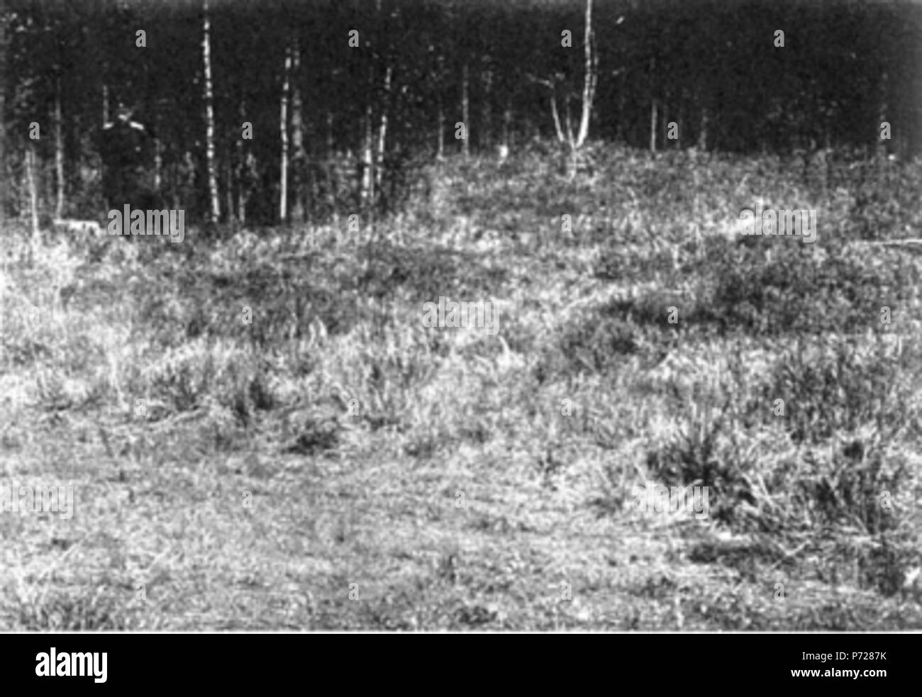 : 126. ,. Englisch: Foto 126. Glade Kiefer stumpf in der Nähe der offenen Mine, wo die Leichen der königlichen Familie zerstört wurden. 1919 185 Foto 126 - Glade Kiefer stumpf Stockfoto