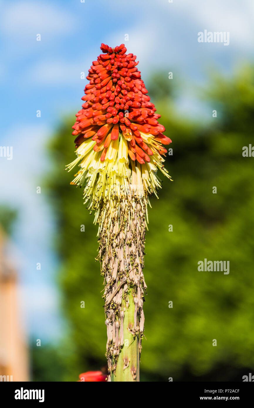 Blühende Red Hot Poker (Kniphofia tritoma knofflers,,, Taschenlampe Lily, poker Pflanze) an einem sonnigen Tag in Großbritannien. Stockfoto