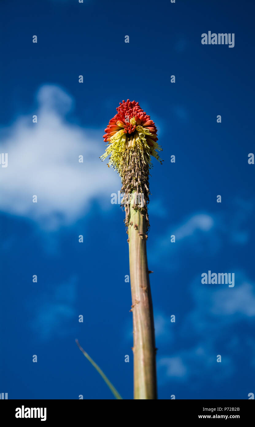 Blühende Red Hot Poker (Kniphofia tritoma knofflers,,, Taschenlampe Lily, poker Pflanze) an einem sonnigen Tag in Großbritannien. Stockfoto