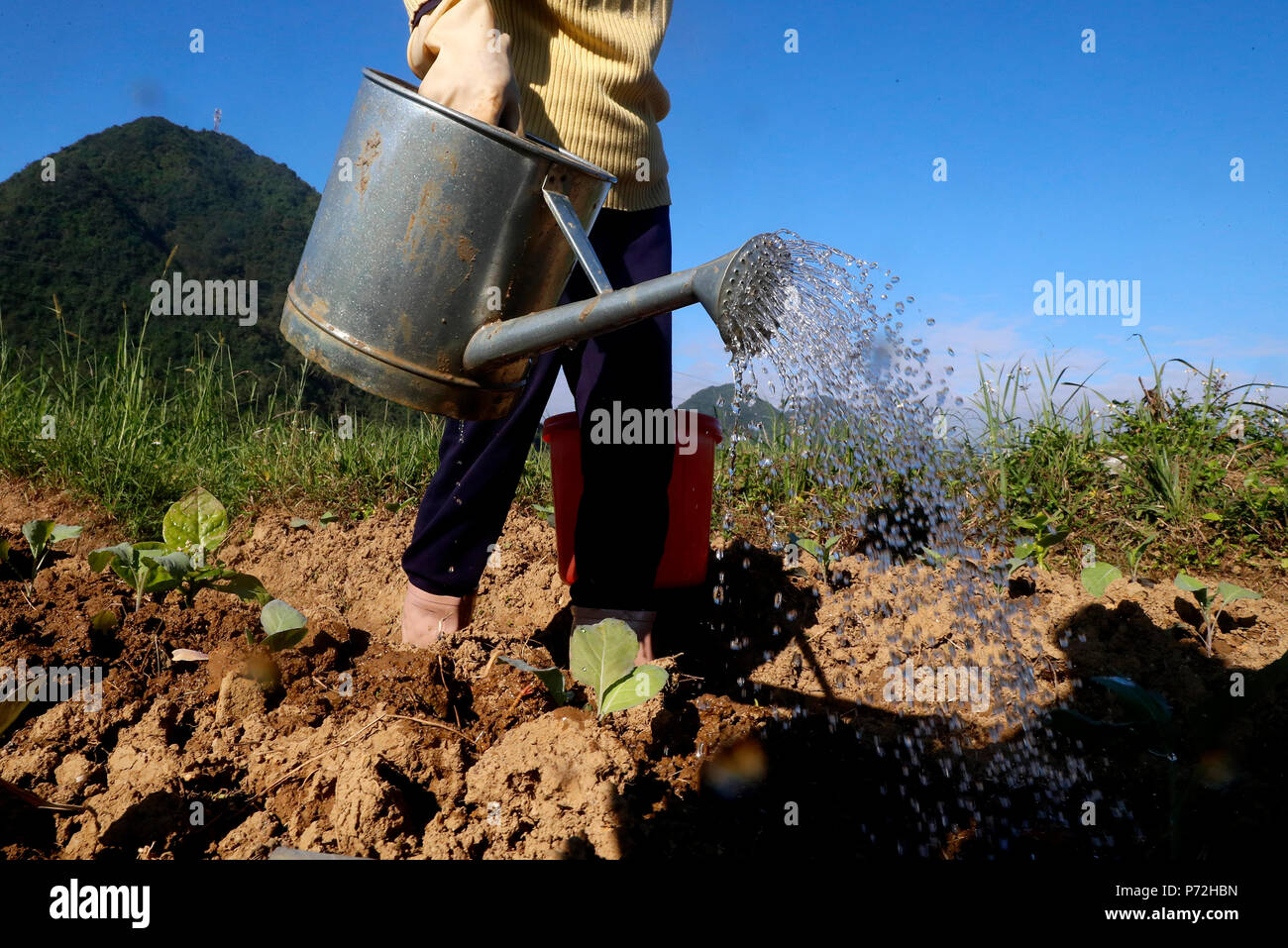 Bauer die Bewässerung von Gemüse in das Feld, Bac Sohn, Vietnam, Indochina, Südostasien, Asien Stockfoto Bauer die Bewässerung von Gemüse in das Feld, Bac Sohn, Vietnam, Indochina, Südostasien, Asien Stockfoto