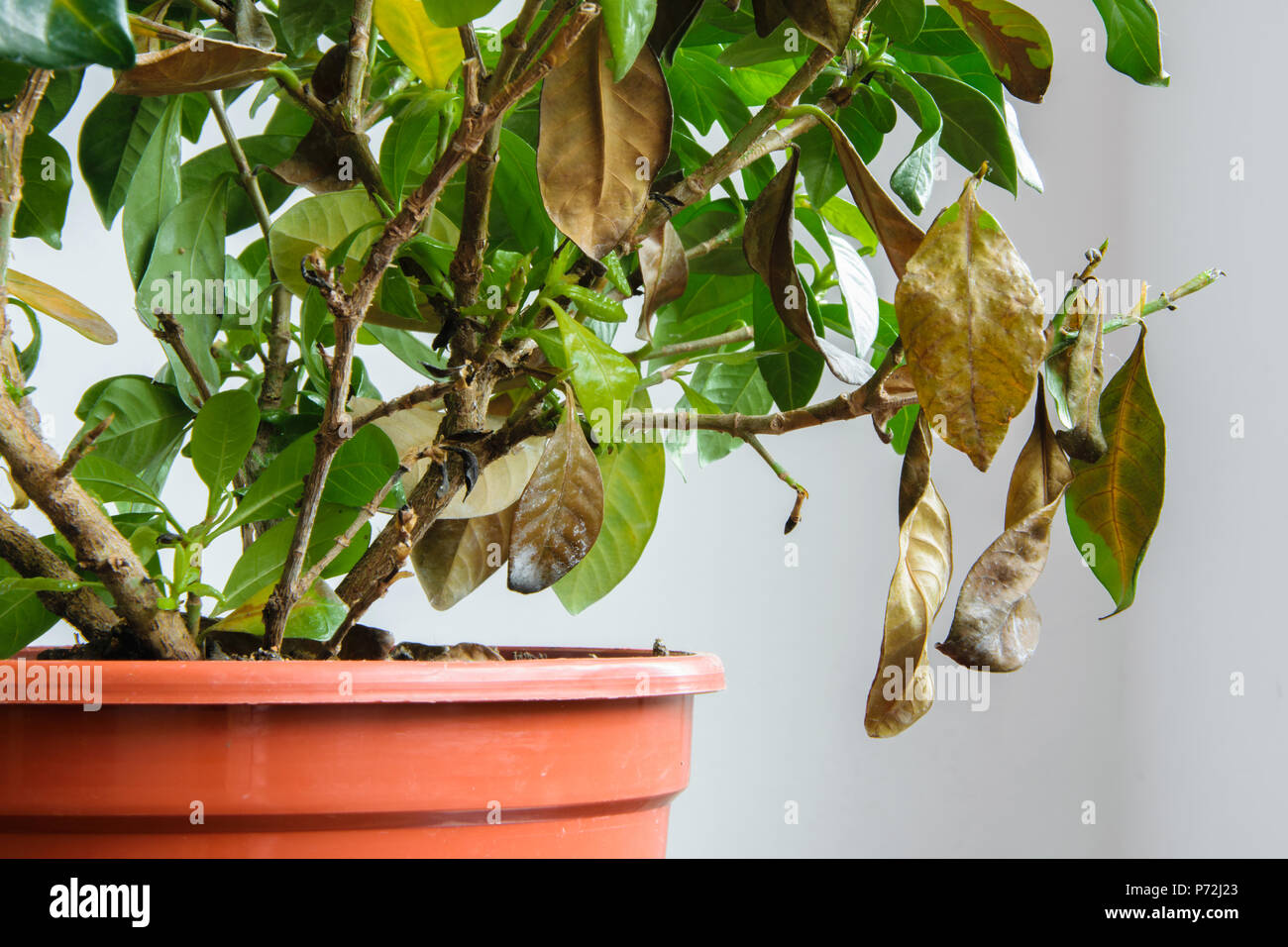 Sick gardenia Pflanze mit gelben Bltter fallen wegen der Parasiten, Wasser  oder falsche Temperatur, Gartenbau Konzept Stockfotografie - Alamy
