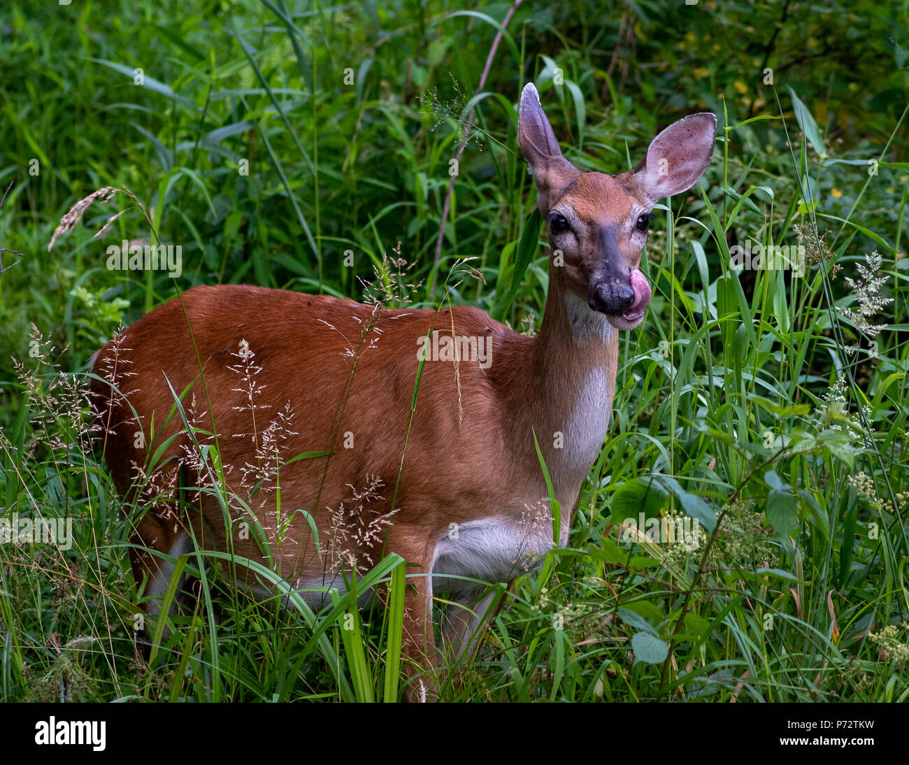 Schwangere Doe Sommer Feld - eine Schwangere weiß Schwanz Rehe essen Laub und Grünen. Damhirschkuh wird wahrscheinlich die Geburt bald zu 2 Kitze. Foto Juni genommen. Stockfoto