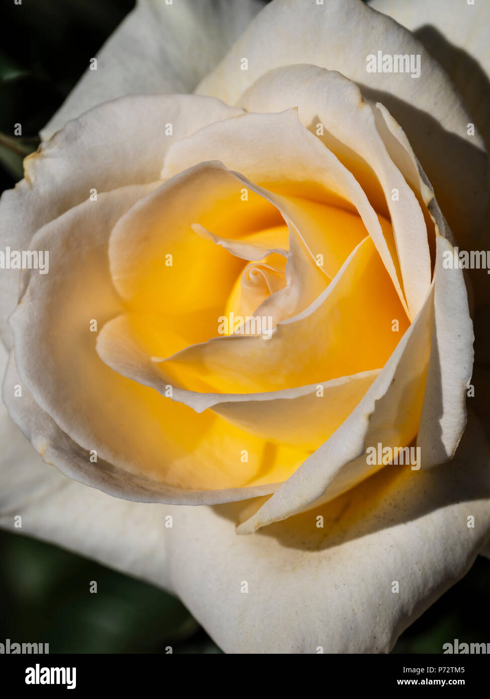 Whisper Rosenblüte, Inez Grant Parker Memorial Rose Garten, Balboa Park, San Diego, Kalifornien. Stockfoto