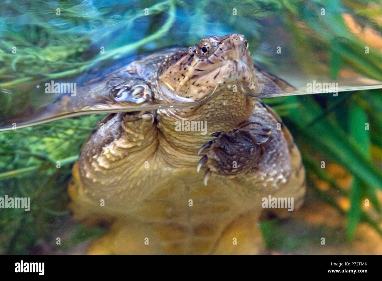 In der Nähe einer gemeinsamen snapping Turtle, ein großes Reptil, sehr aggressiv ist, eingetaucht in einen Tank mit Wasser und Vegetation Stockfoto