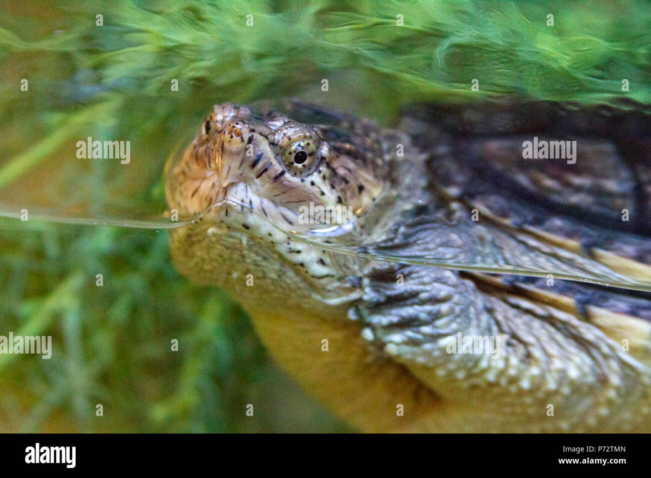 In der Nähe einer gemeinsamen snapping Turtle, ein großes Reptil, sehr aggressiv ist, eingetaucht in einen Tank mit Wasser und Vegetation Stockfoto