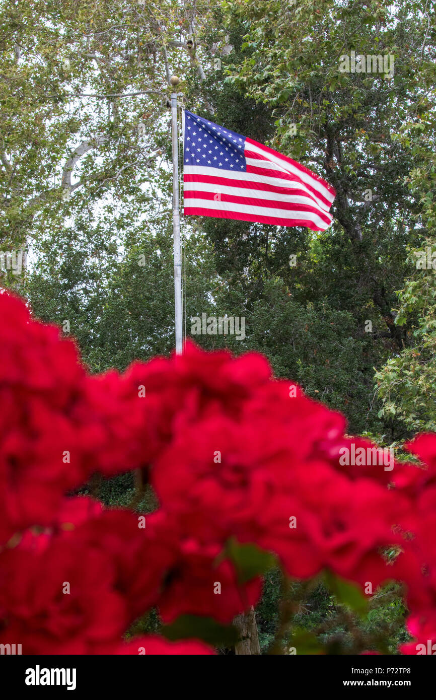 Amerikanische Flagge mit roten Rosen im Vordergrund Stockfoto