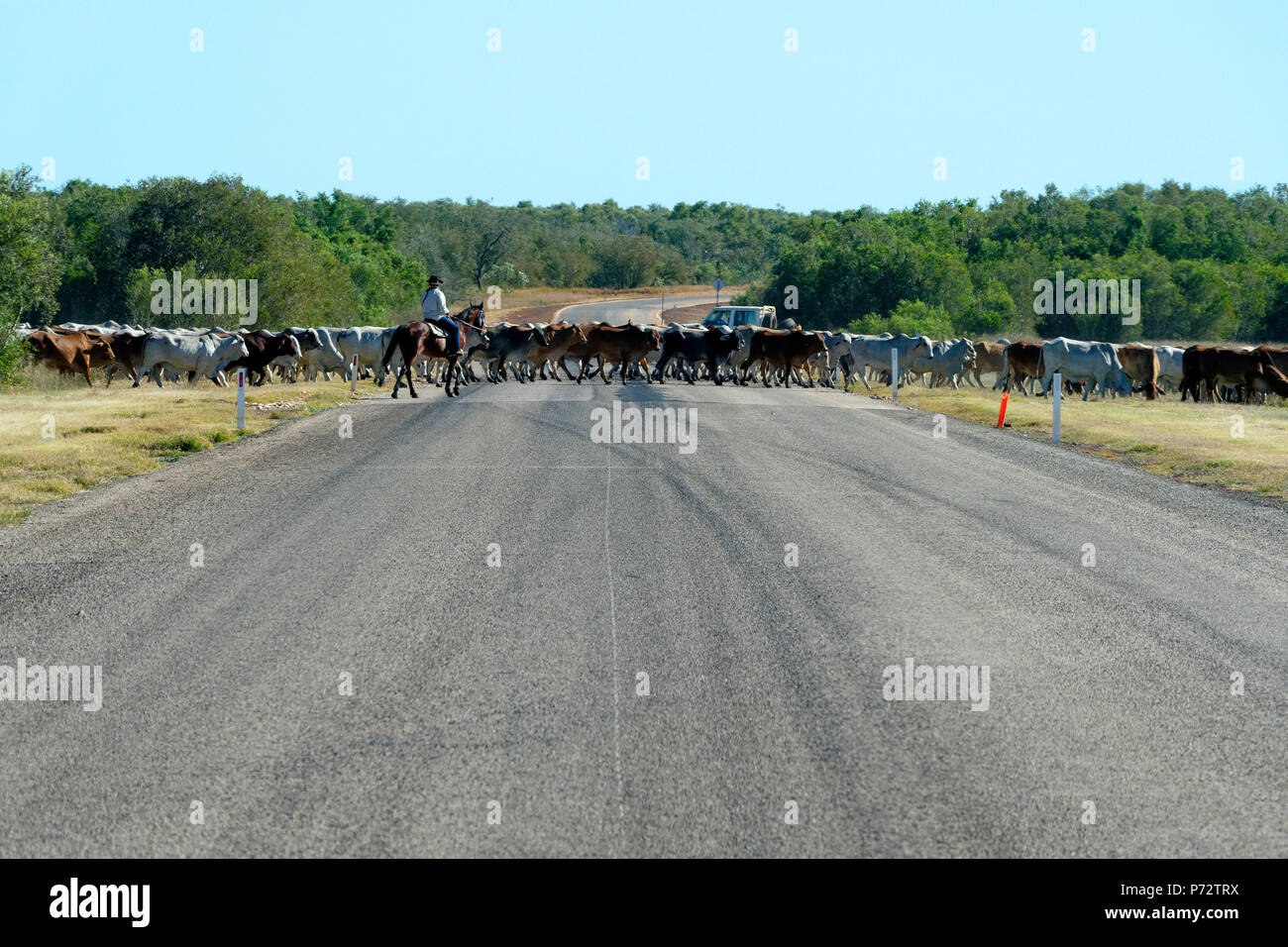 Live stock Kreuzung Northern Highway, Rehbock, Western Australia Stockfoto