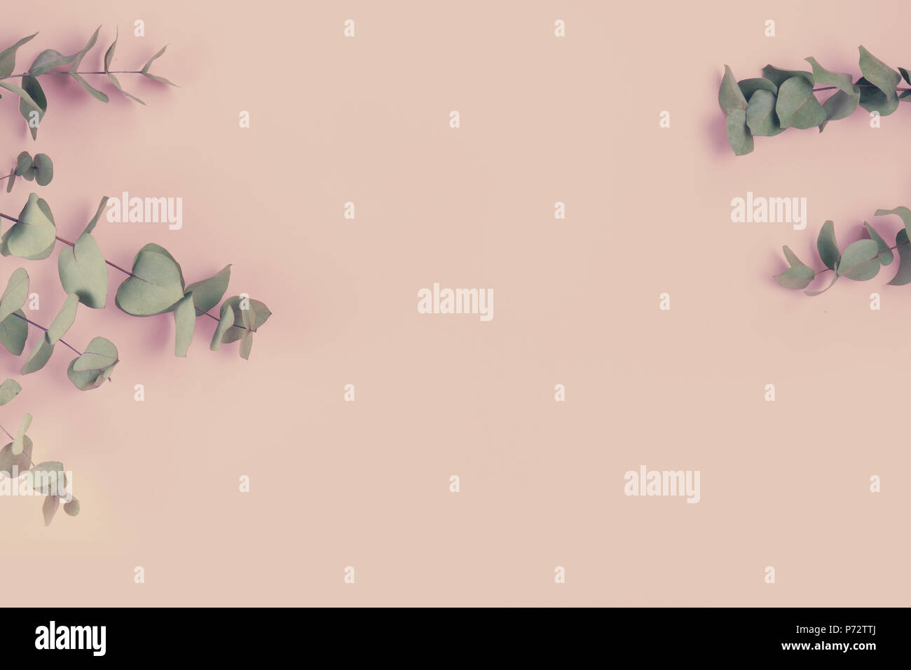 Grünen geblümten Komposition mit Silver Dollar Eukalyptus auf Rosa einfachen Hintergrund. Heilkräuter für Karten, Einladung Hochzeit, Poster, Datum speichern o Stockfoto
