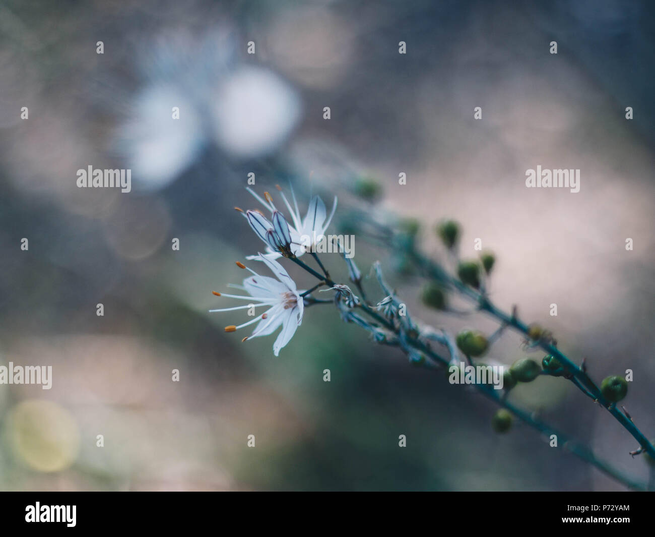 Makroaufnahme (close-up) einer zarten weißen Blume Stockfoto
