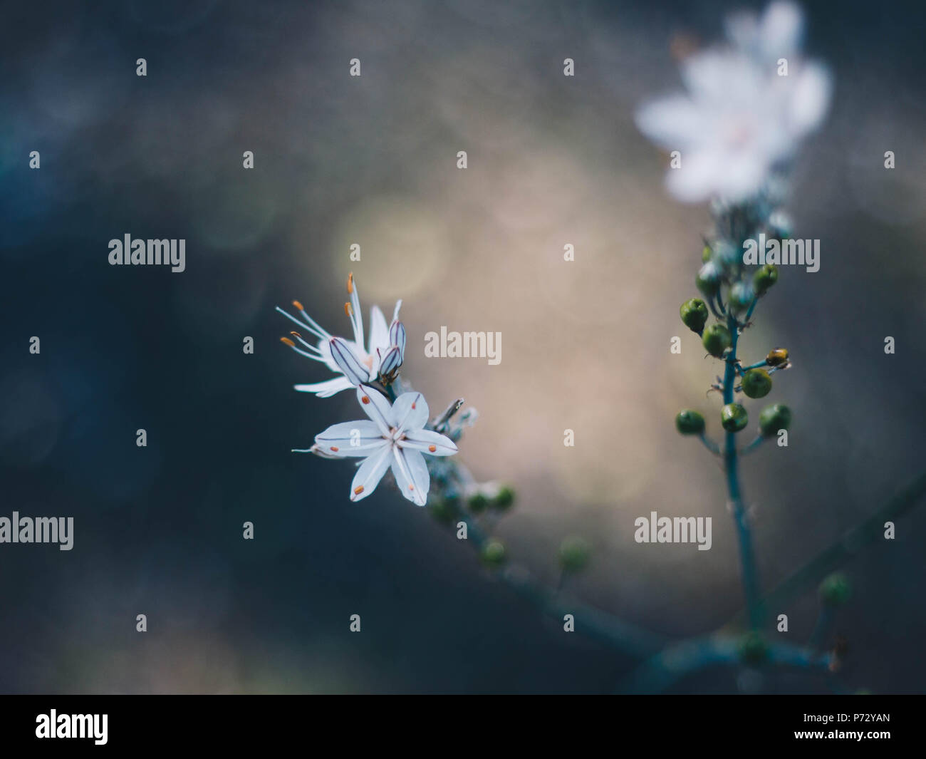Makroaufnahme (close-up) einer zarten weißen Blume Stockfoto