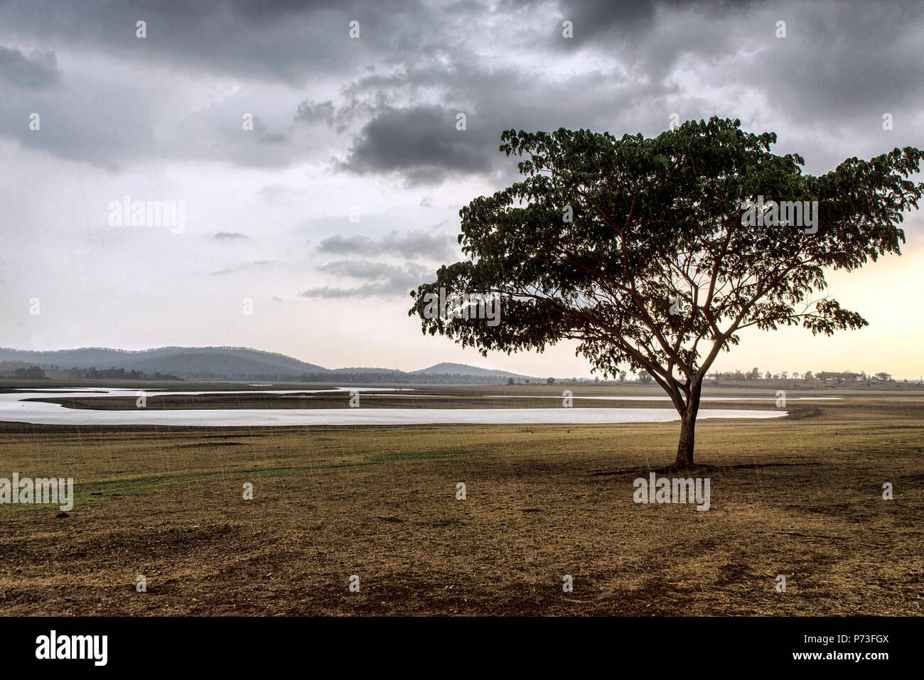 Ein einzelner Baum am Ufer des Kabini River, Karnataka, Indien mit bedecktem Himmel und Gelbe Gras, Wasser im Hintergrund, Weitwinkel Landschaft schoß Stockfoto