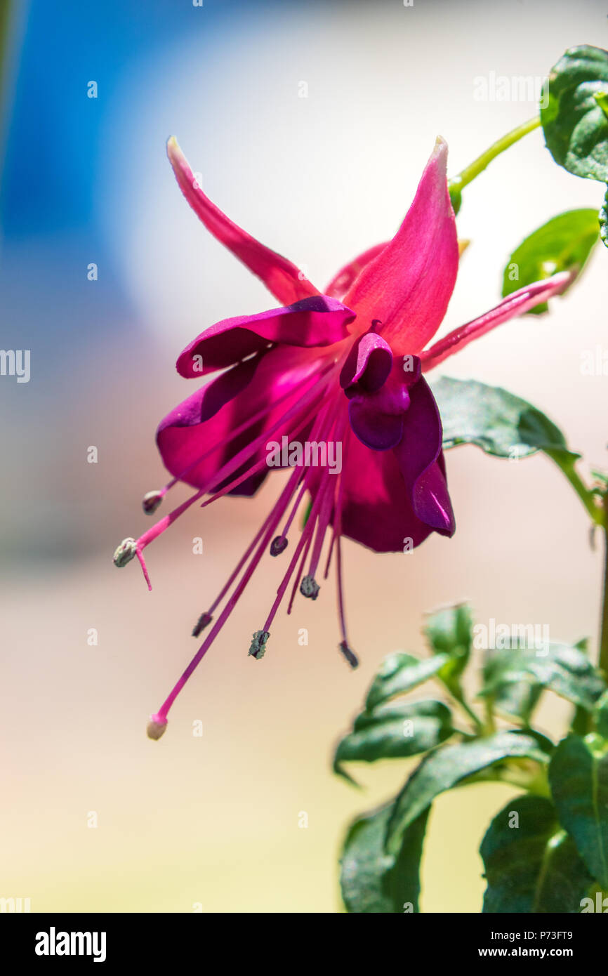 Fuchsia Anlage in einem hängenden Pflanzmaschine Stockfoto