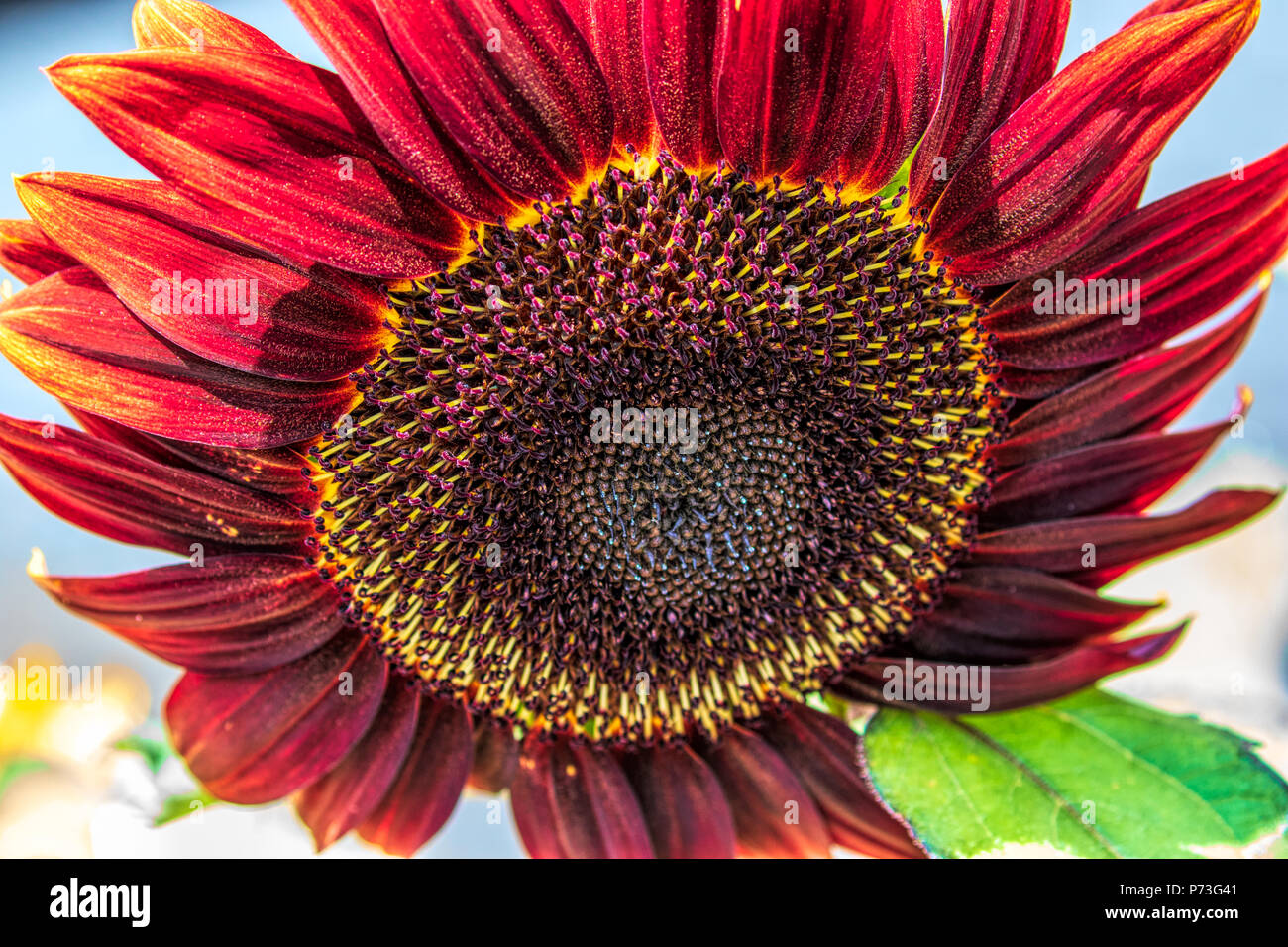 Rote Sonnenblume im Frühjahr. Juni 2018 - Los Angeles, Kalifornien, USA Stockfoto