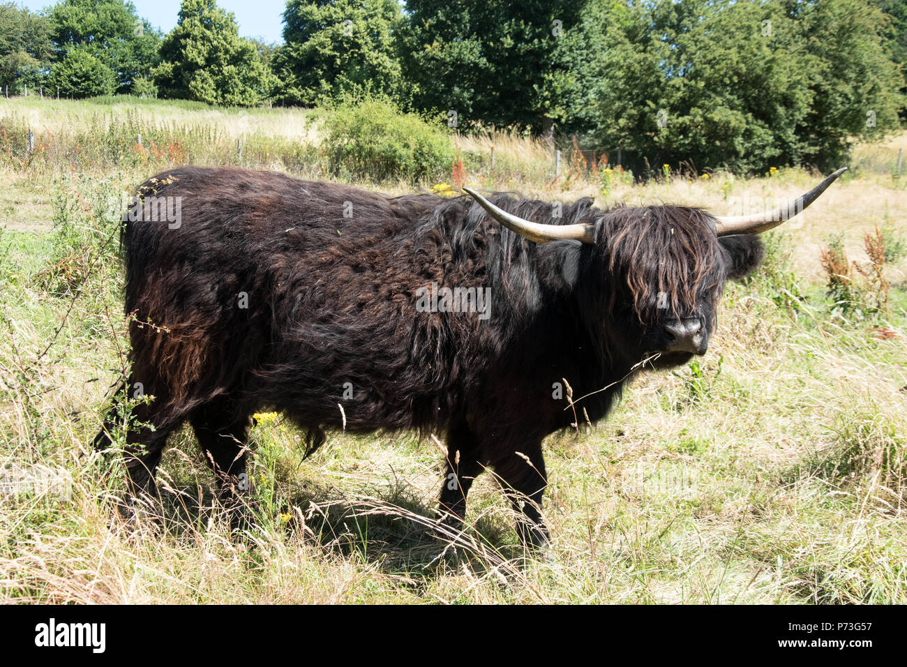 Highland Kuh zu Fuß durch und Suchen auf die Kamera Stockfoto