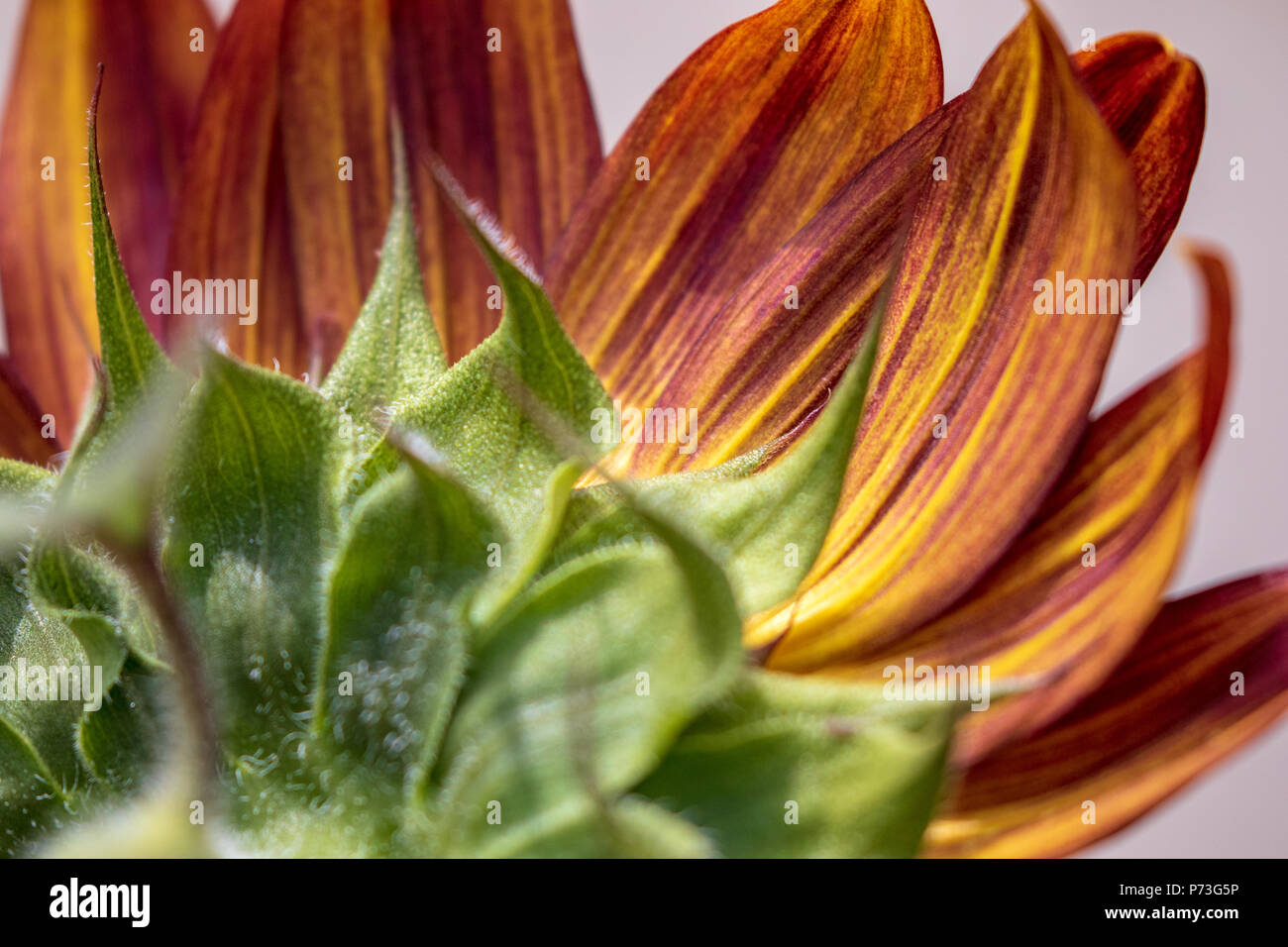 Rote Sonnenblume im Frühjahr. Juni 2018 - Los Angeles, Kalifornien, USA Stockfoto