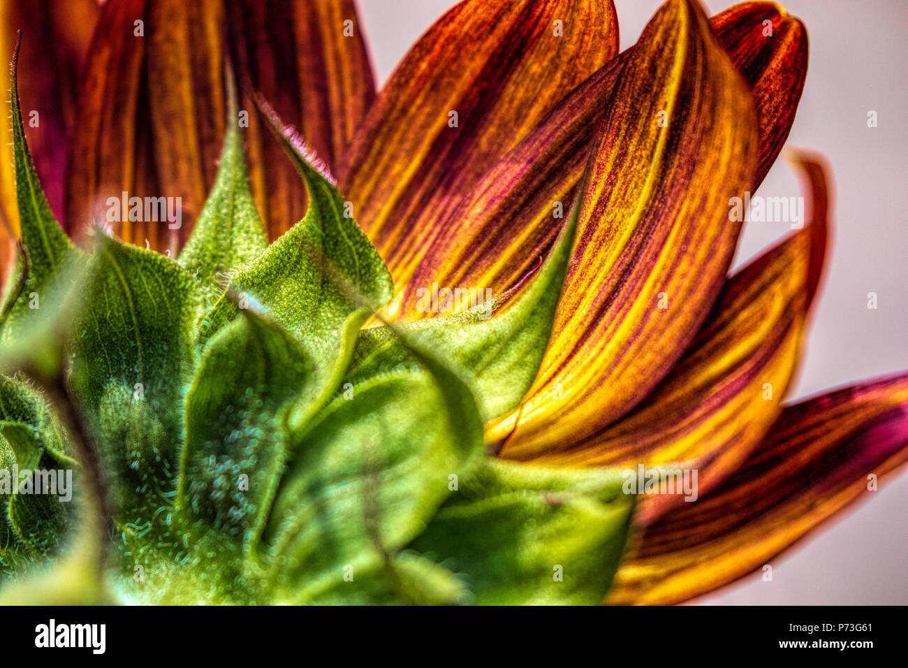 Rote Sonnenblume im Frühjahr. Juni 2018 - Los Angeles, Kalifornien, USA Stockfoto