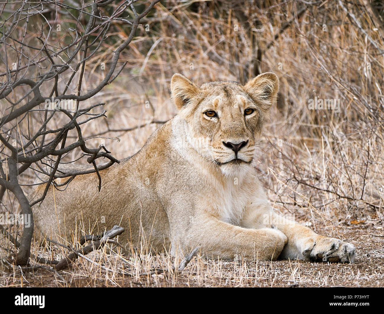 Verschiedene Bilder von Löwen/Jungen/Löwin an Gir Wildlife Sanctuary - Gir Nationalpark, Gujarat, Indien im Sommer zeigen verschiedene Ausdrücke Stockfoto