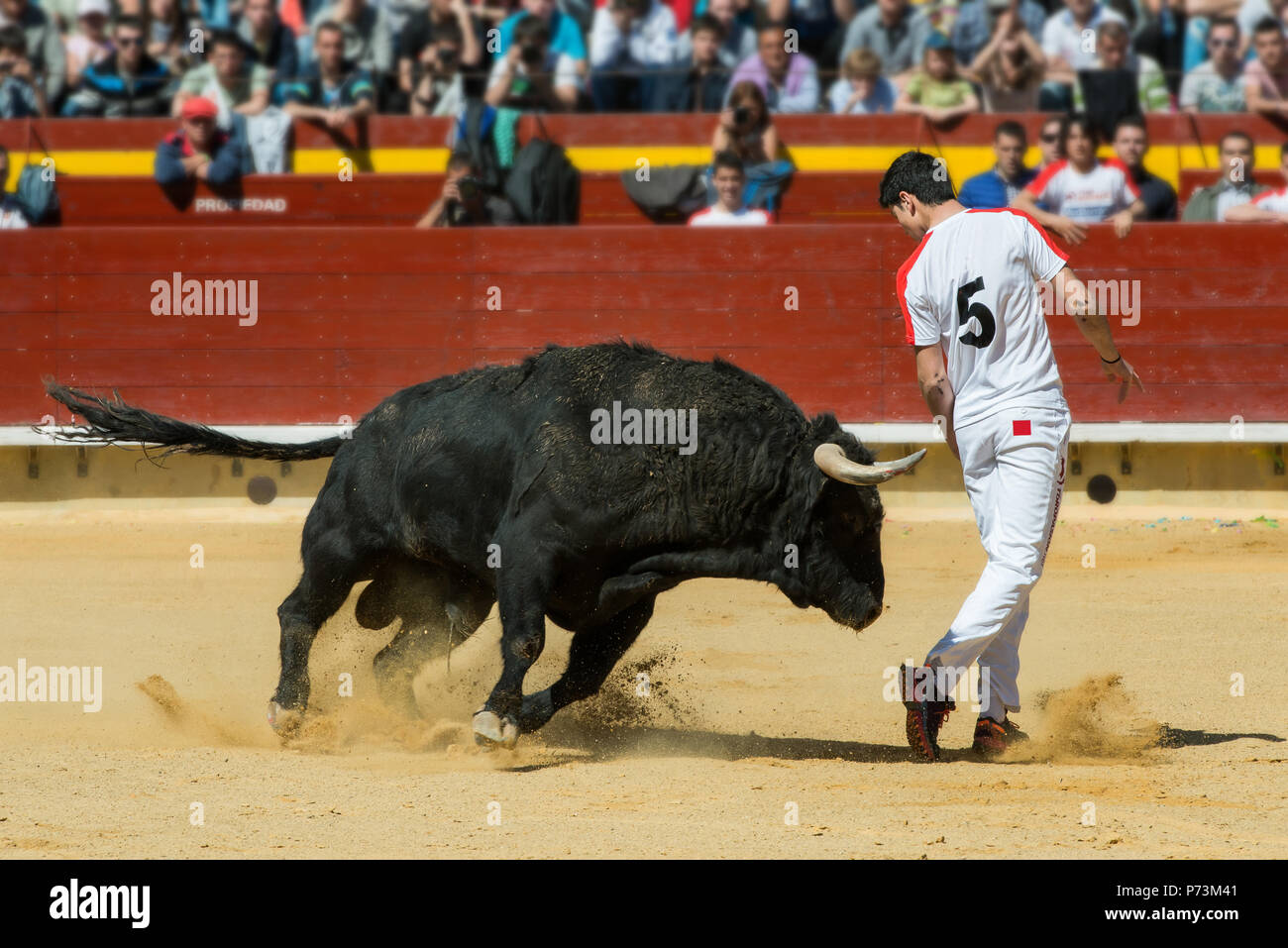 Wettbewerb mit Kampfstieren in Spanien. Dieser Wettbewerb ist eine Form der tauromachy, wo die Menschen ihren eigenen Körper zum Stierkampf. Stockfoto