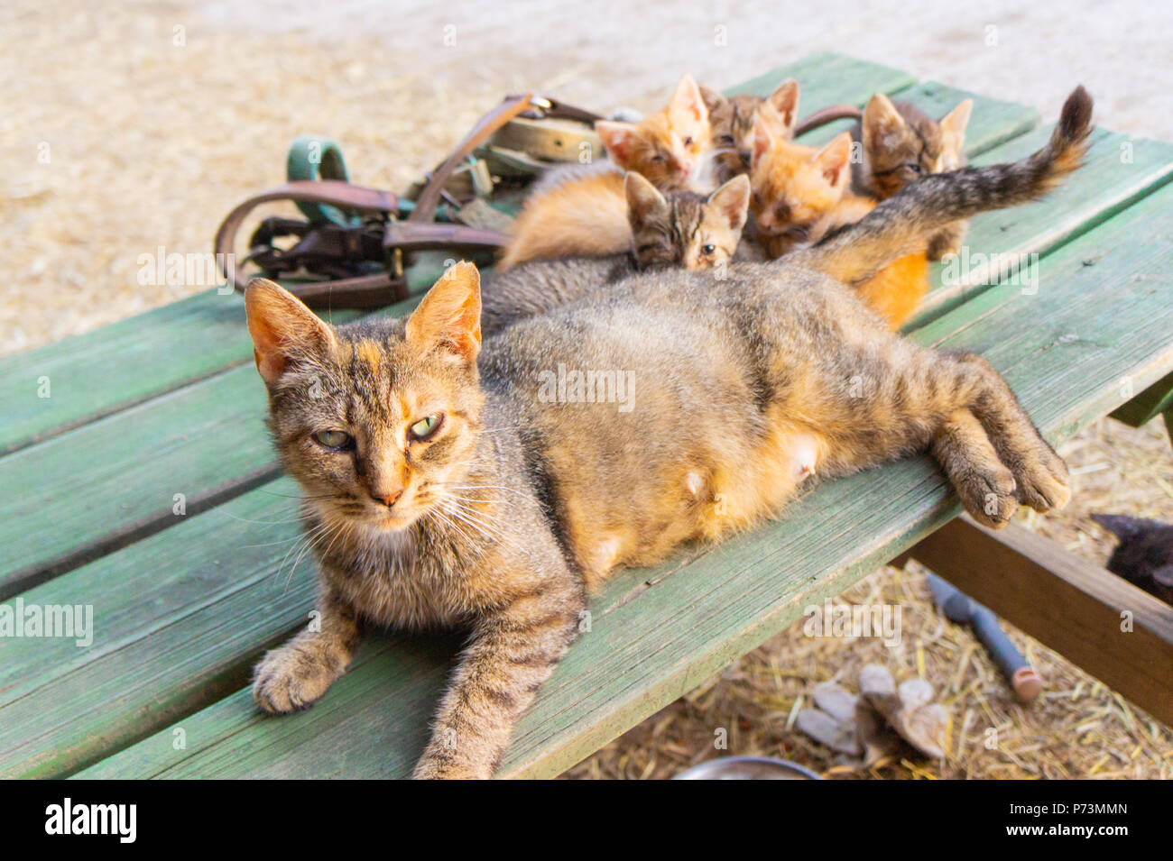 Diese Familie der Katzen ist nur Abkühlung an einem heißen Tag Stockfoto