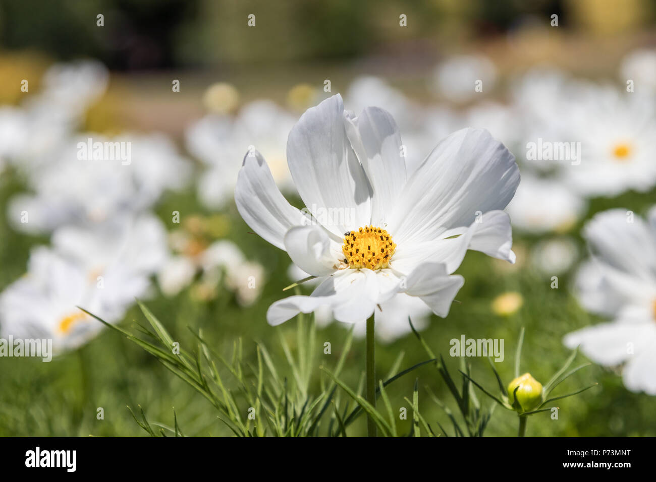 Weiß Cosmos Bipinnatus, auch als Mexikanische Aster oder Garten Kosmos, im Sommer in Großbritannien bekannt. Stockfoto