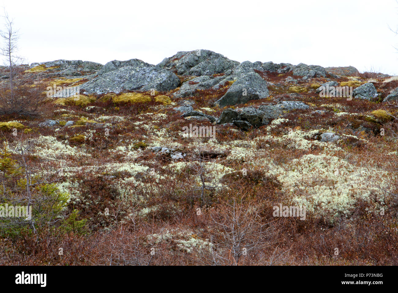 Reisen Neufundland, Kanada. Entlang der Autobahn # 470. Landschaften, Seestücke, und Wasserfällen, VON PORT AUX Baskisch zu Rose Blanche. Stockfoto