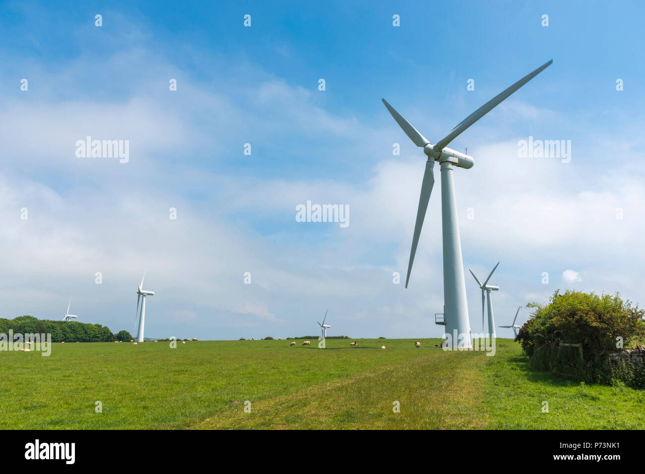 Windpark mit Schaf Stockfoto