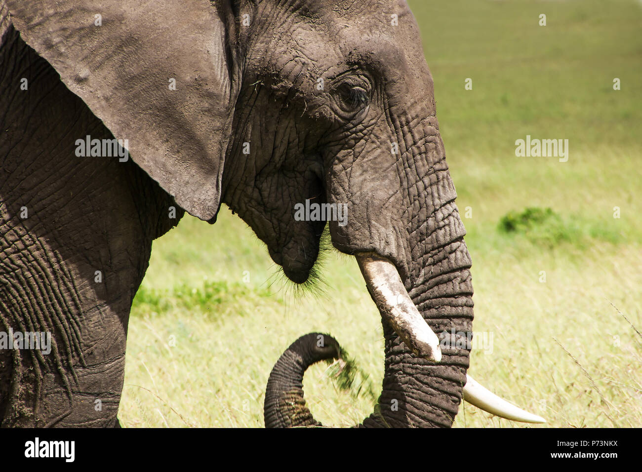Leiter der afrikanische Elefant hautnah. Tier- und Pflanzenwelt. Savannah Elefant (Loxodonta africana) ist das größte lebende Land Tiere Stockfoto