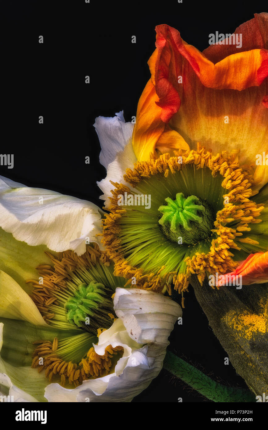 Florale Kunst Stillleben surreale Farbe Makro Blume Portrait von einem Paar alter verblassen Orange Gelb Weiß Satin/Seide Mohn Blume, schwarzer Hintergrund Stockfoto