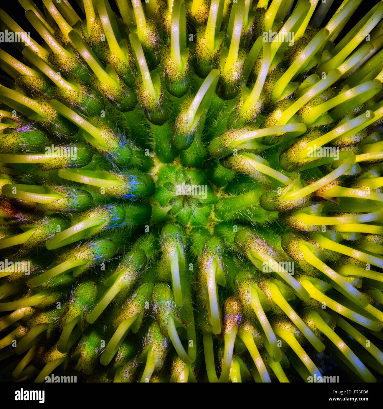 Kunst Stillleben surreallistic farbenfroh leuchtenden Blumen makro Portrait des Inneren eines isolierten Protea Blüte von oben gesehen Stockfoto